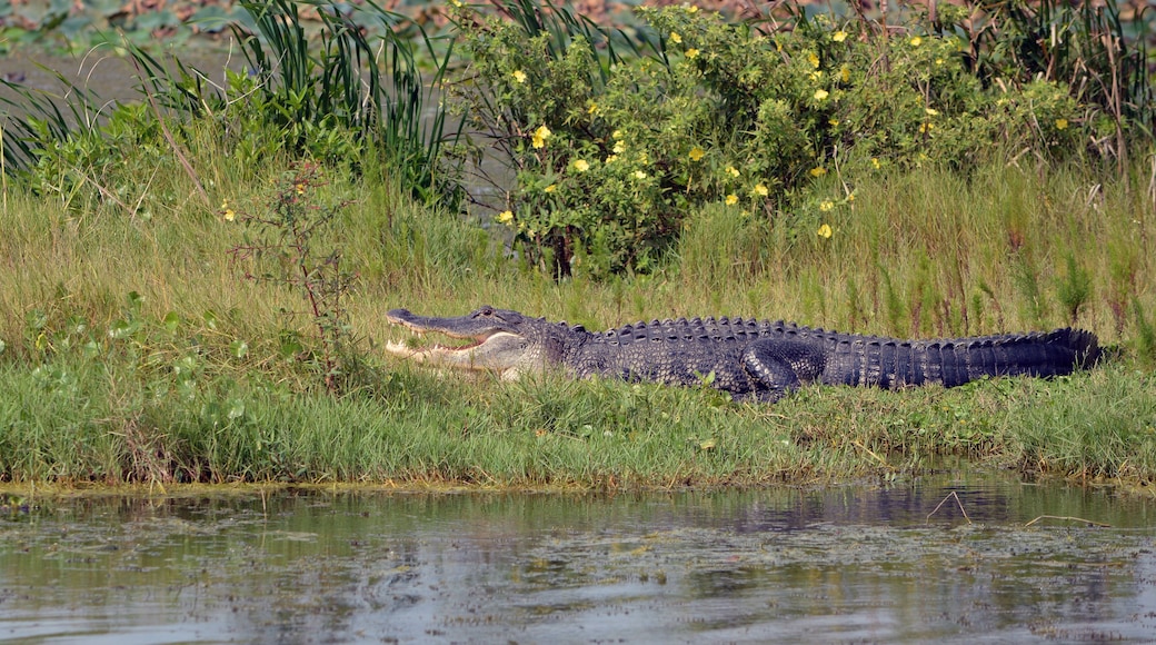 A scenic view of a large American alligator resting with its mouth open on the bank at Lake Apopka Wildlife Drive, surrounded by yellow wildflowers and a lush green and brown marsh
