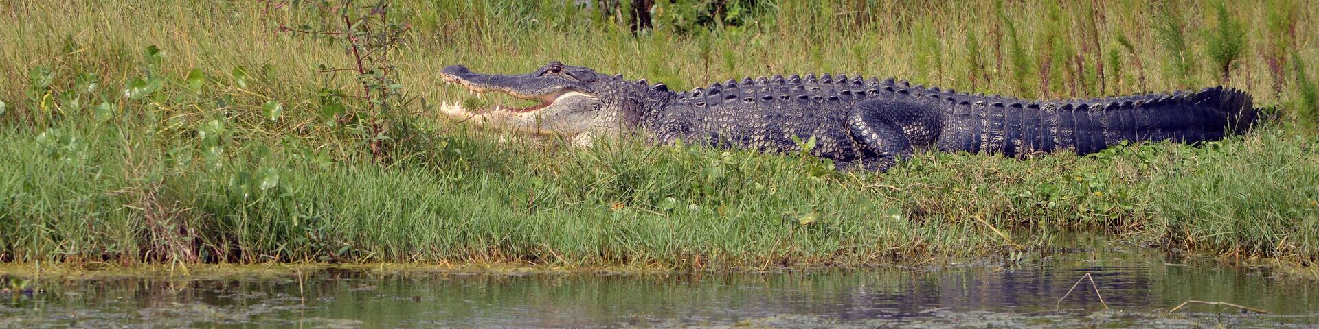 A crocodile resting in a grassy area with water and yellow flowers in the background.
