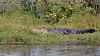 A scenic view of a large American alligator resting with its mouth open on the bank at Lake Apopka Wildlife Drive, surrounded by yellow wildflowers and a lush green and brown marsh