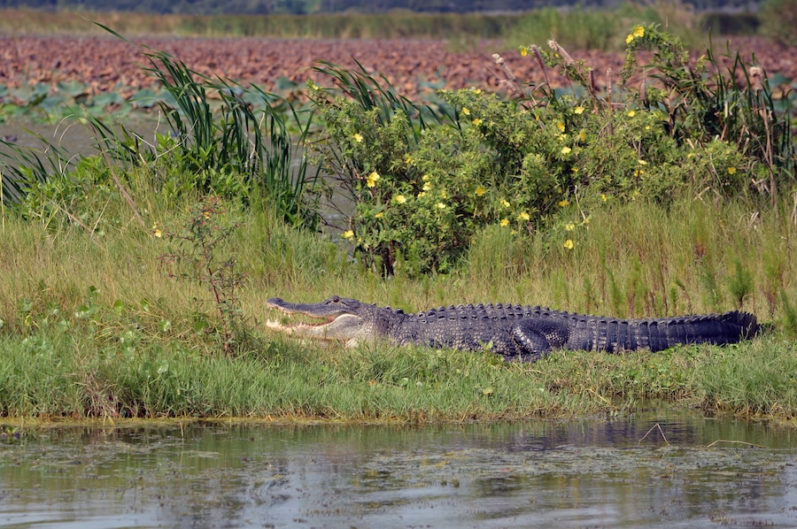 Um crocodilo descansando em uma área gramada, com água e flores amarelas ao fundo.