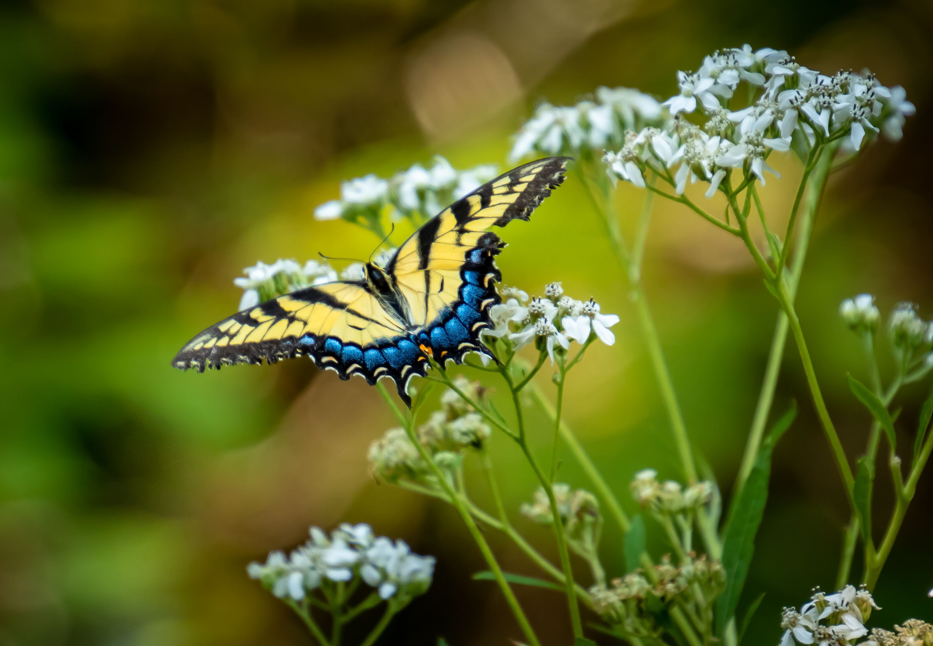 Swallowtail Butterfly in woodland park in Roswell Georgia.