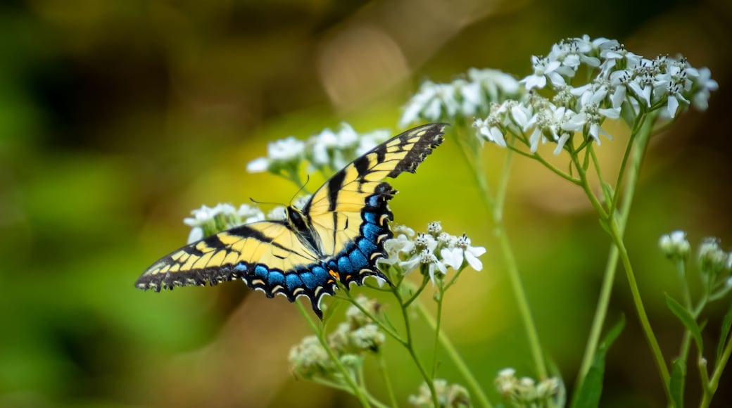 Swallowtail Butterfly in woodland park in Roswell Georgia.