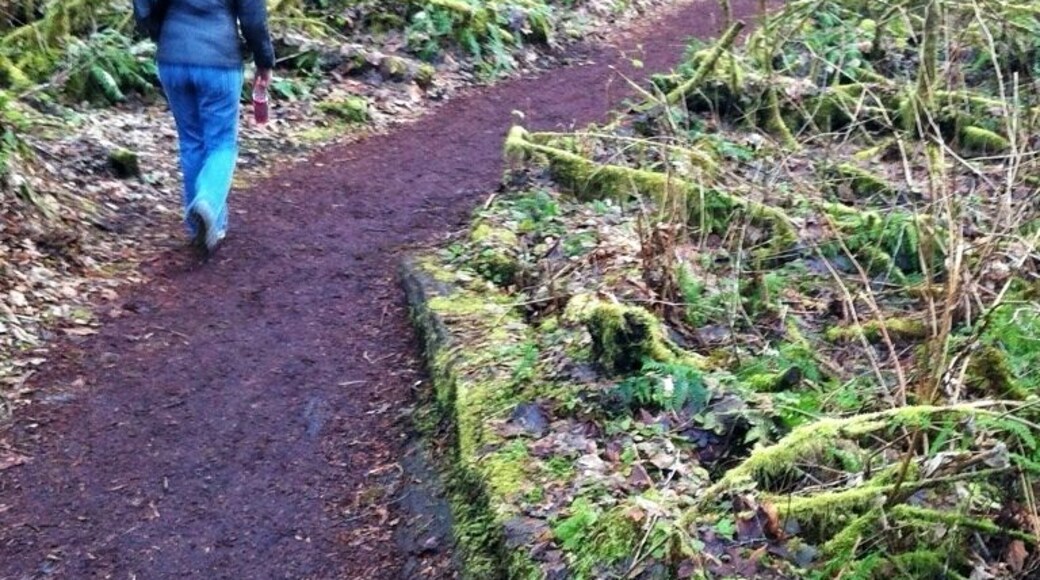 Stroll through this lovely fern covered gorge on a 3mi (4.8km) point-point hike. The trail is well groomed and barked in many areas but can become sloppy at times. Sturdy bridges cross the creek and small culverts keep the runoff from covering the trail. This is a great little nature hike in the middle of city.