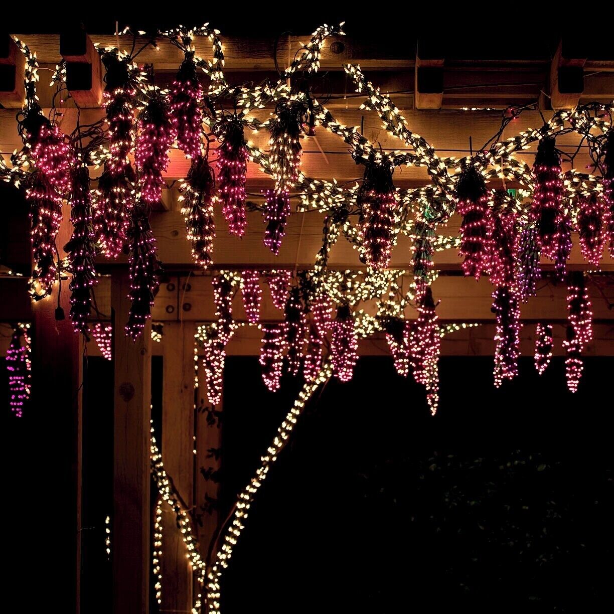 Wisteria Lane at the Garden d'Light show.  Honestly, it looks better in person - a static picture just doesn't do it justice.  

The show runs now through the end of the year, 5-10pm nightly. Get your $5 tickets ahead of time at http://www.gardendlights.org/.