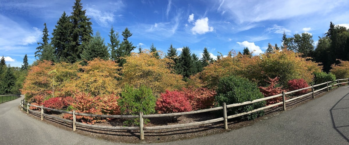 #Colorful
More great fall color at Lakemont Park.