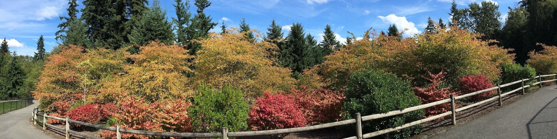 #Colorful
More great fall color at Lakemont Park.