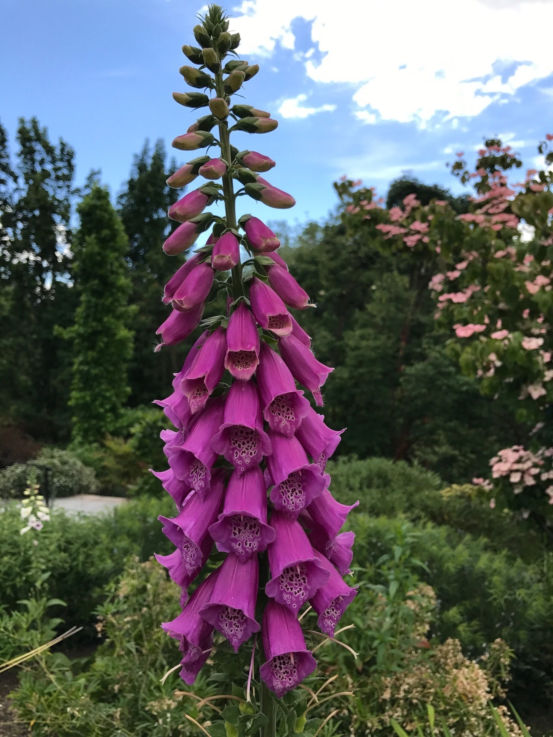 The showy spikes of torch lily blossoms(kniphofia)