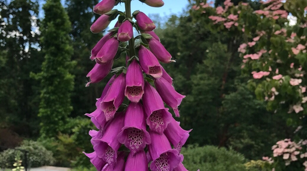 The showy spikes of torch lily blossoms(kniphofia)