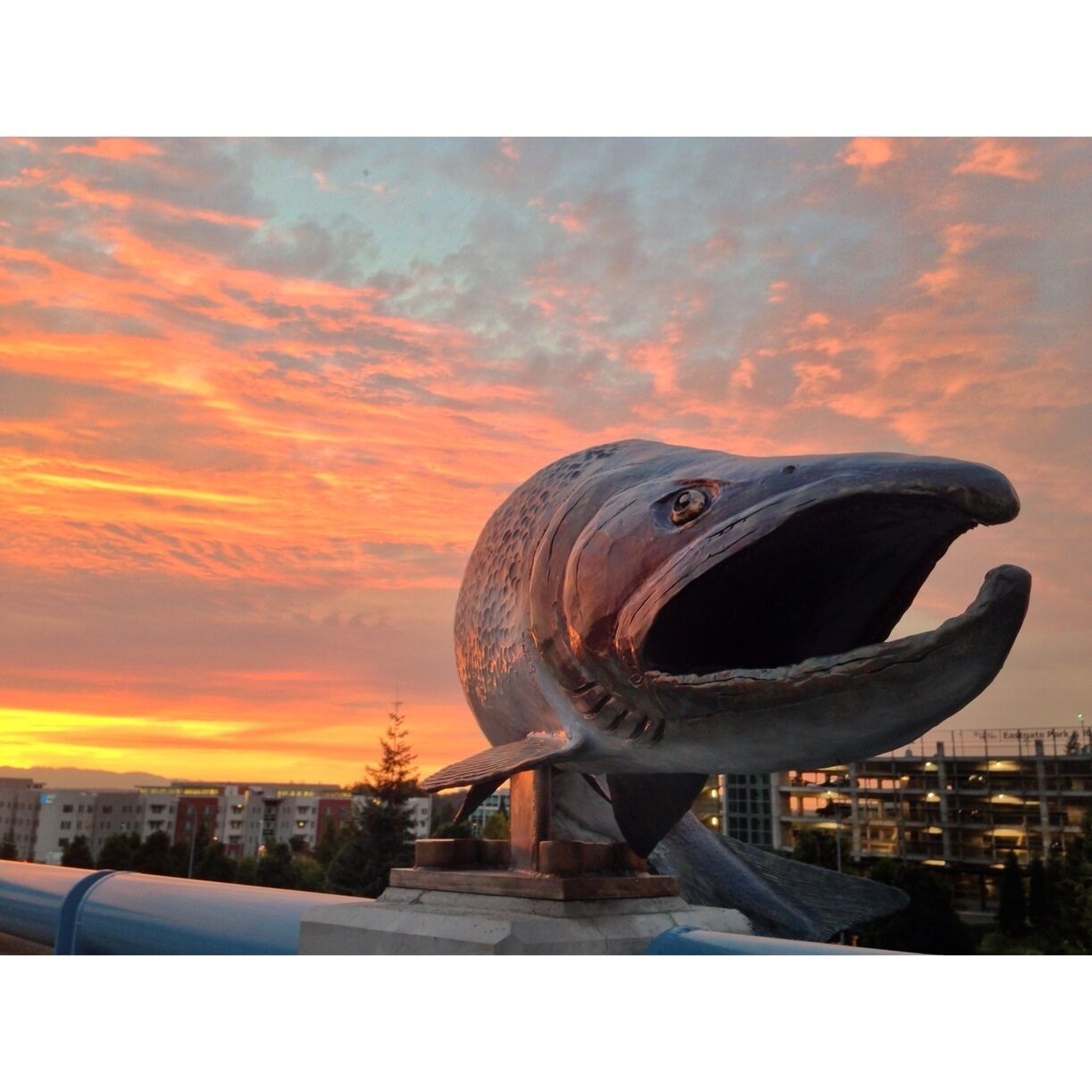 Today's sunset from my bus stop. I've been trying to find a fun way to photograph the art: "Return of the Salmon" by Alex Young. The $200,000 artwork was funded by Sound Transit's art program, which designates one percent of all construction costs to art. The 32 large, bronze salmon were cast from hand-carved molds and are intended to evoke migrating coho, chinook and sockeye salmon in nearby Sunset Creek. Each fish is about 6 feet long and weighs around 300 pounds.