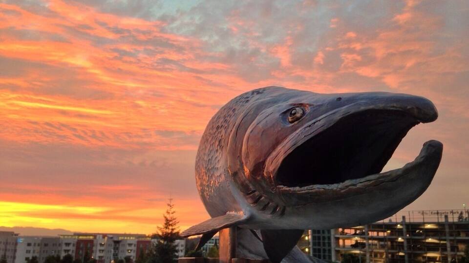 A whale sculpture against a sunset sky.