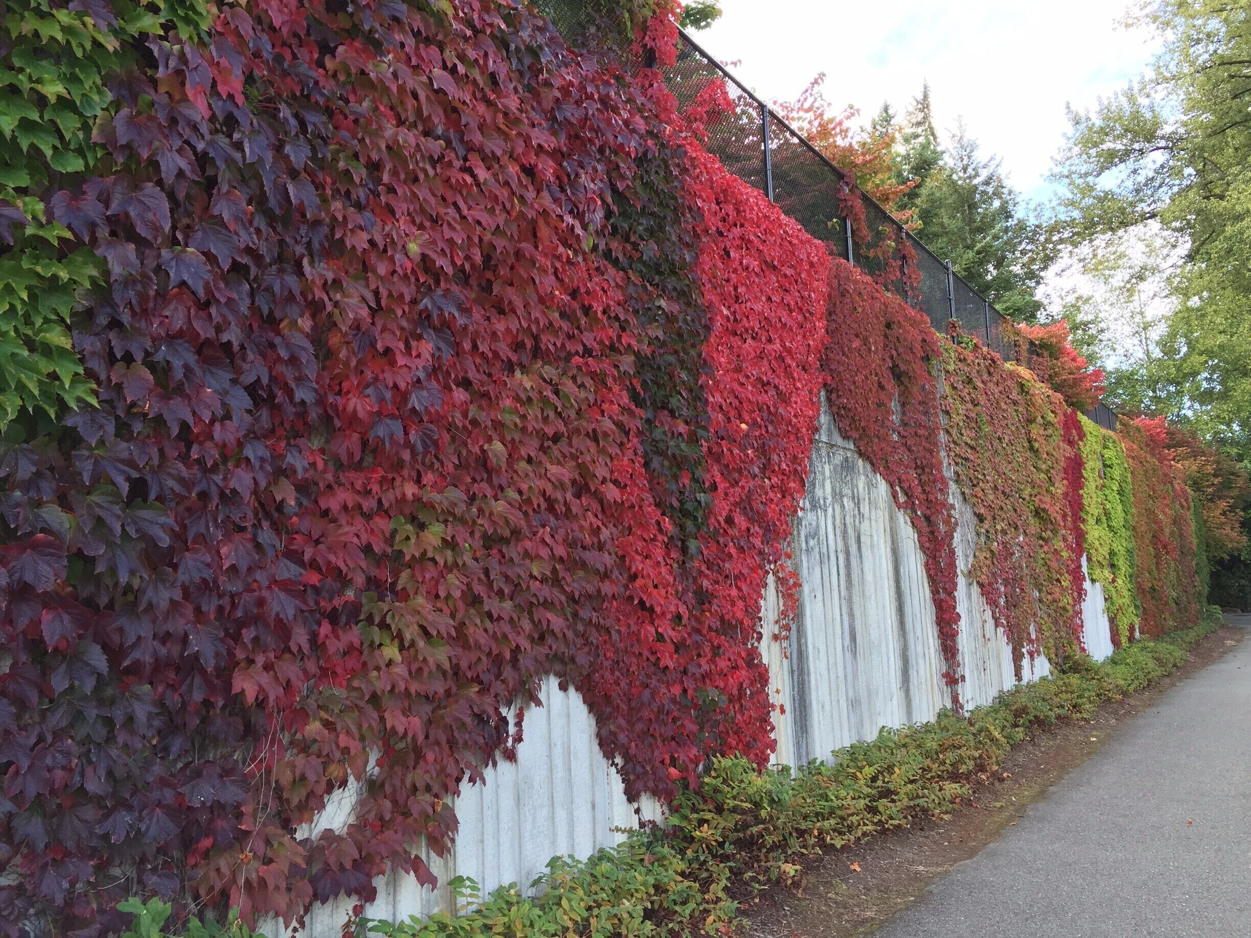 #Colorful

Love fall, my favorite season! caught this great color scene while walking in Lakemont Park today.