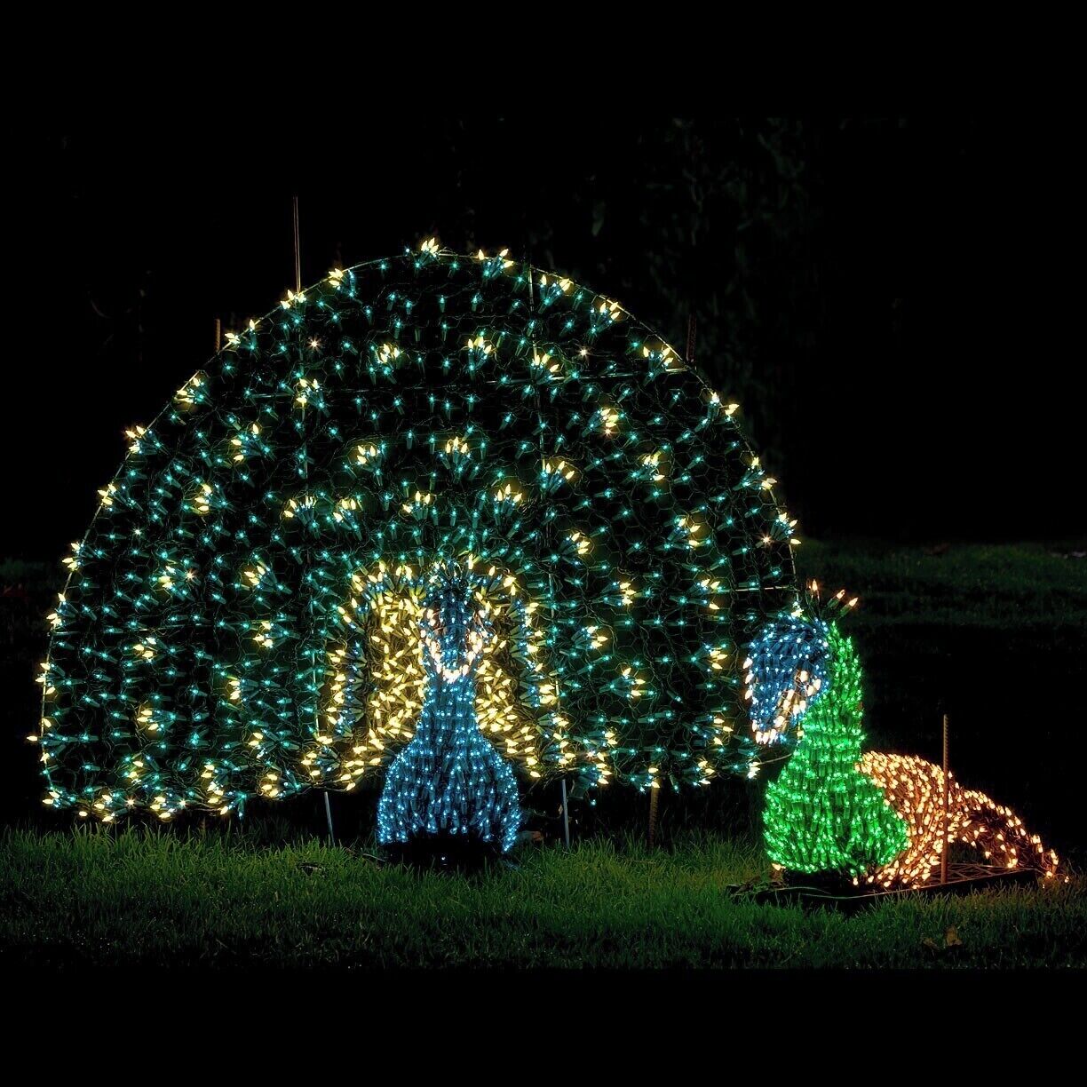 The peacocks make an appearance at Garden d'Lights every year, so I'm not certain whether they are crafted anew each year, or just placed in storage.  Either way, they are one of my favorite displays.

The show runs now through the end of the year, 5-10pm nightly. Get your $5 tickets ahead of time at http://www.gardendlights.org/.