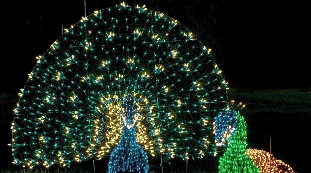 The peacocks make an appearance at Garden d'Lights every year, so I'm not certain whether they are crafted anew each year, or just placed in storage. Either way, they are one of my favorite displays.
The show runs now through the end of the year, 5-10pm nightly. Get your $5 tickets ahead of time at http://www.gardendlights.org/.