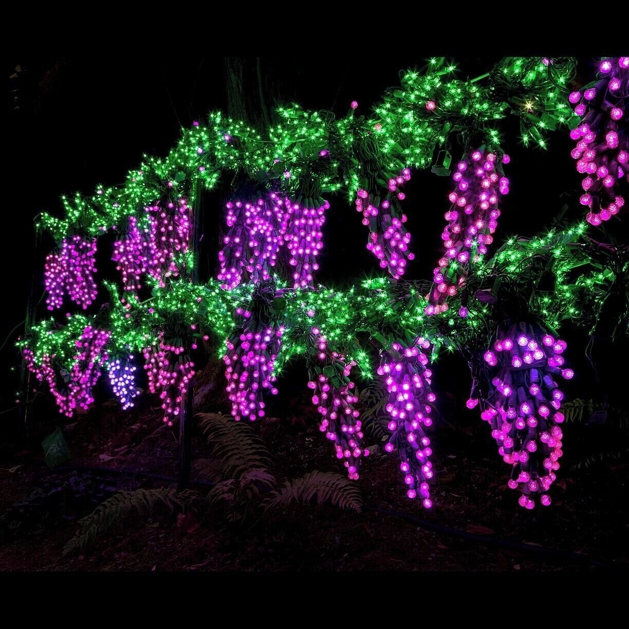 Un giardino con piante illuminate da luci verdi e viola.