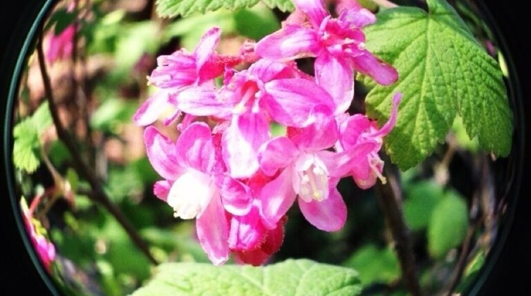 This library has a cute little garden and at least one (memorial?) fountain. :)