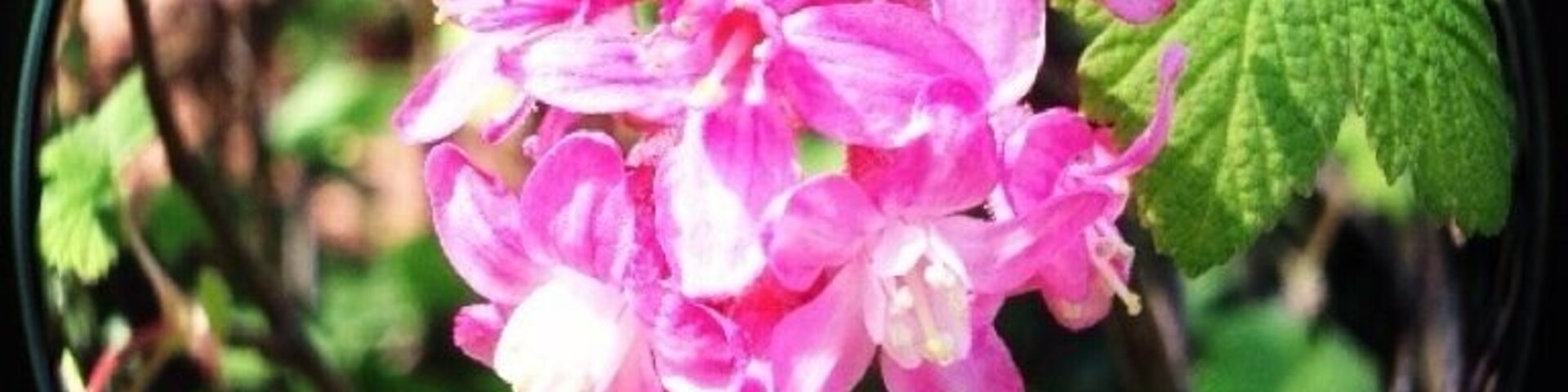 This library has a cute little garden and at least one (memorial?) fountain. :)