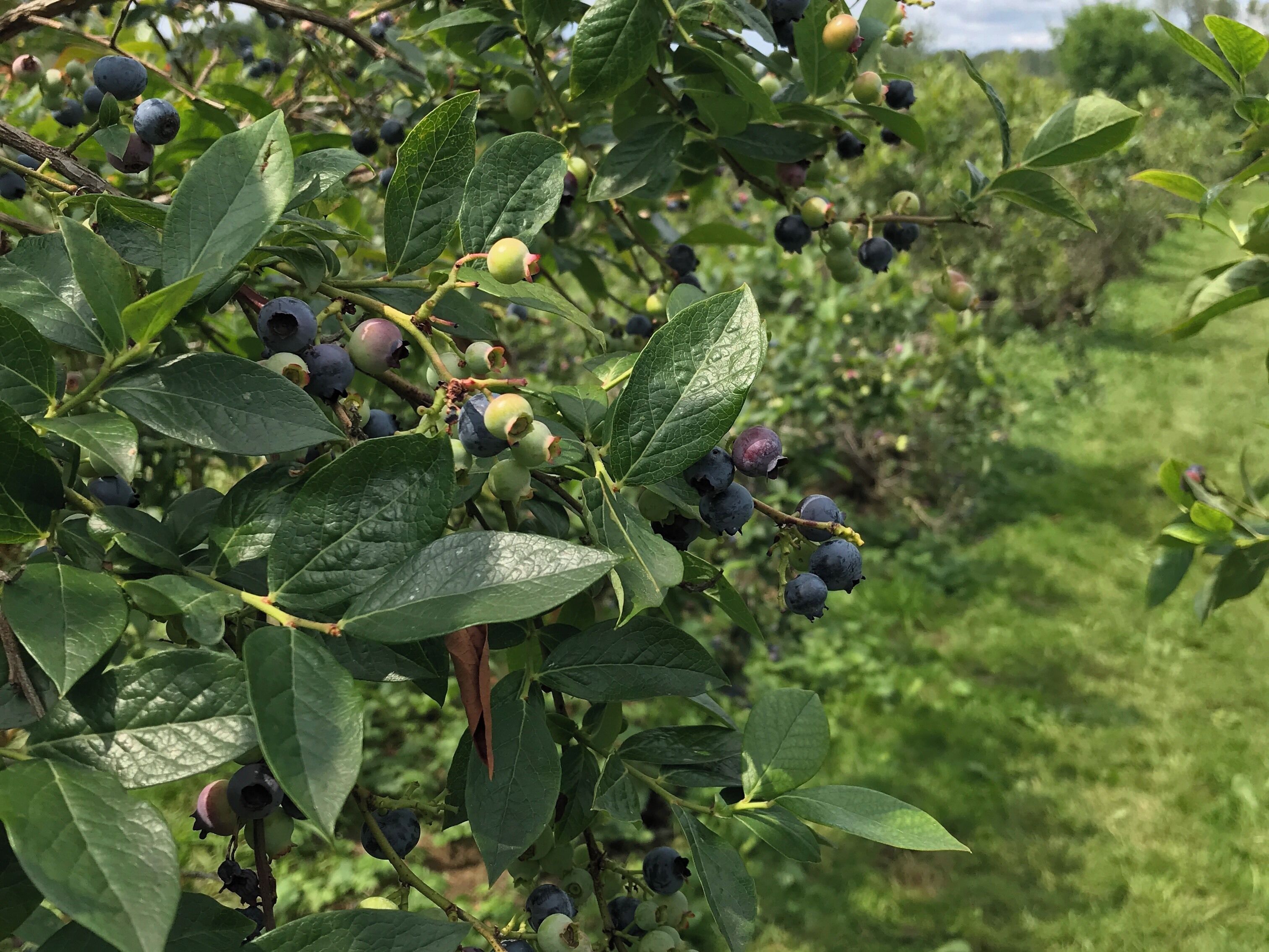 Love blueberry picking in the summer. This is our favorite spot.