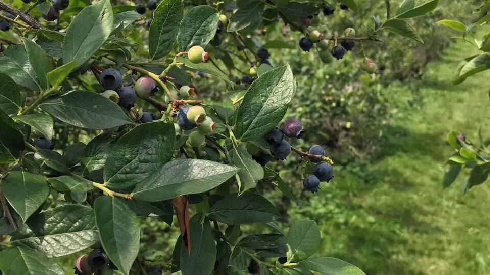 A blueberry bush with ripe and unripe berries, green leaves, and a grassy background.