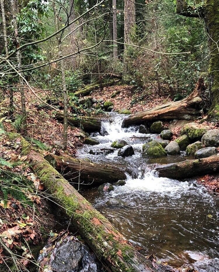 I love that this bit of wild nature exists pretty close to downtown Bellevue!