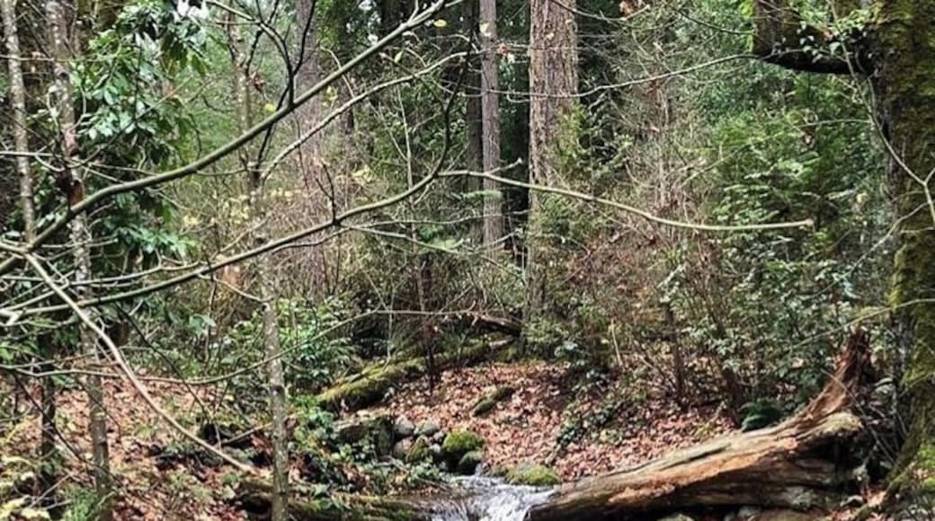 I love that this bit of wild nature exists pretty close to downtown Bellevue!