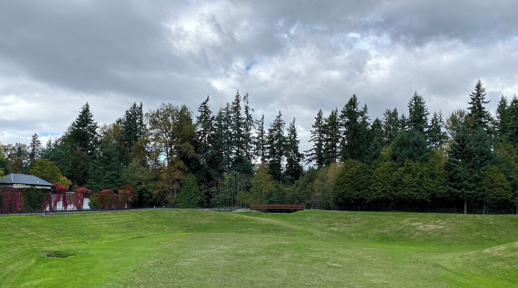 A playground for the dogs...