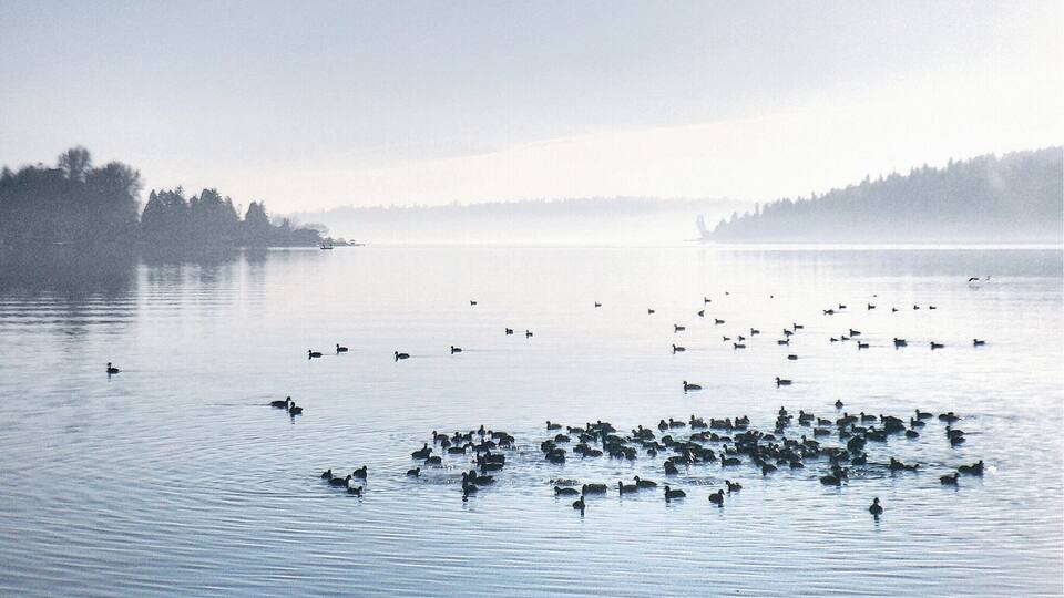 A calm lake with ducks swimming and a misty forest in the background.