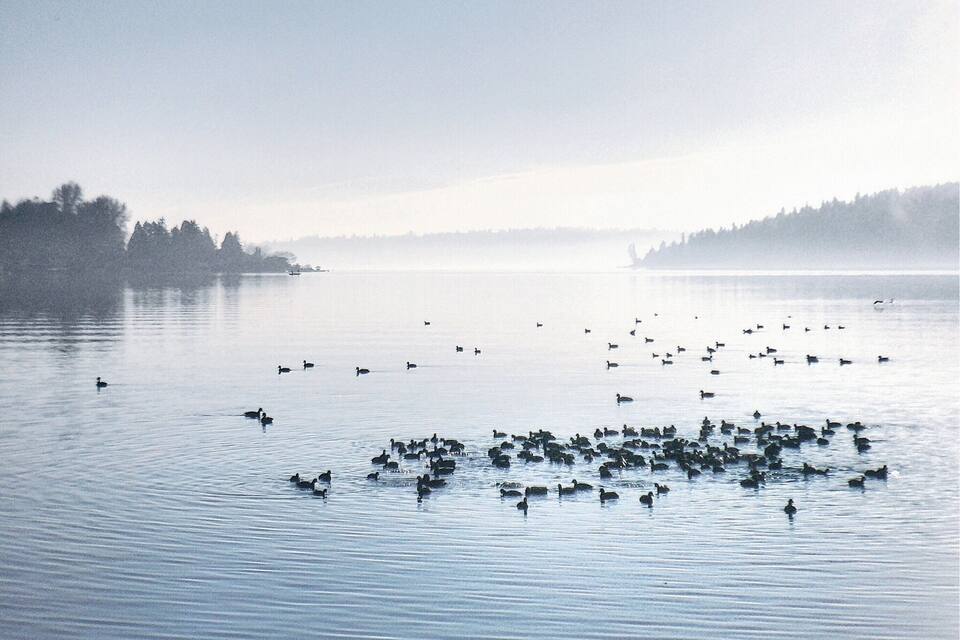 A calm lake with ducks swimming and a misty forest in the background.