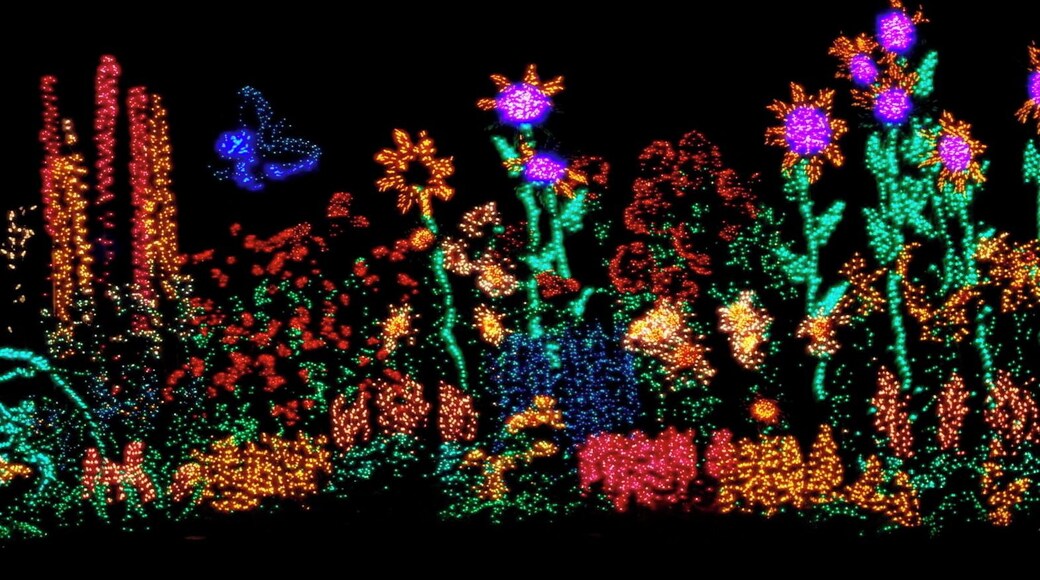 Every December the botanical gardens are transformed into a light display that is amazing. Light flowers, plants, butterflies, you name it... it's all made of christmas lights!! it's D'light-ful!!! #localgem #colorful