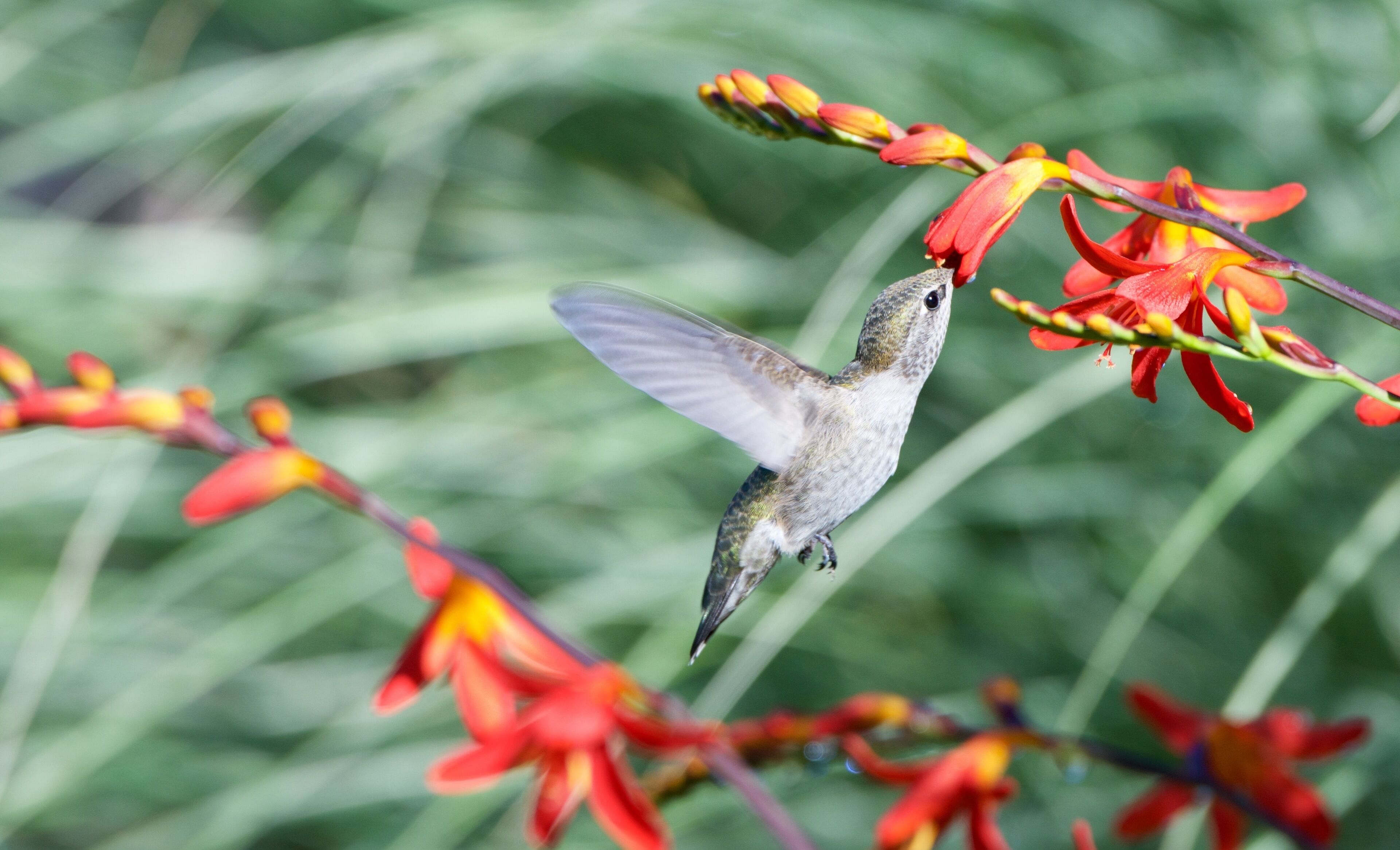 A humming bird having a good meal in my yard

#LifeAtExpedia