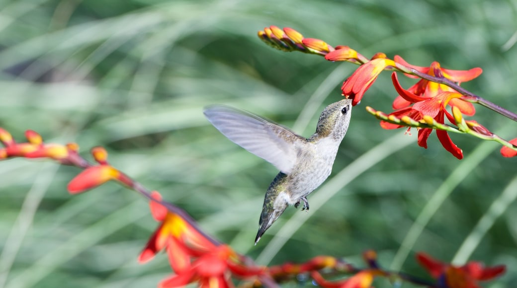 A humming bird having a good meal in my yard
#LifeAtExpedia