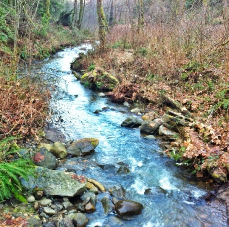 Coal Creek, as it winds through a gorge in south Bellevue. A fun hiking trail runs alongside the creek for 3mi (4.8km) and passes by the scant remains of an old mining operation. Hike it from the southeast trailhead to head downhill.