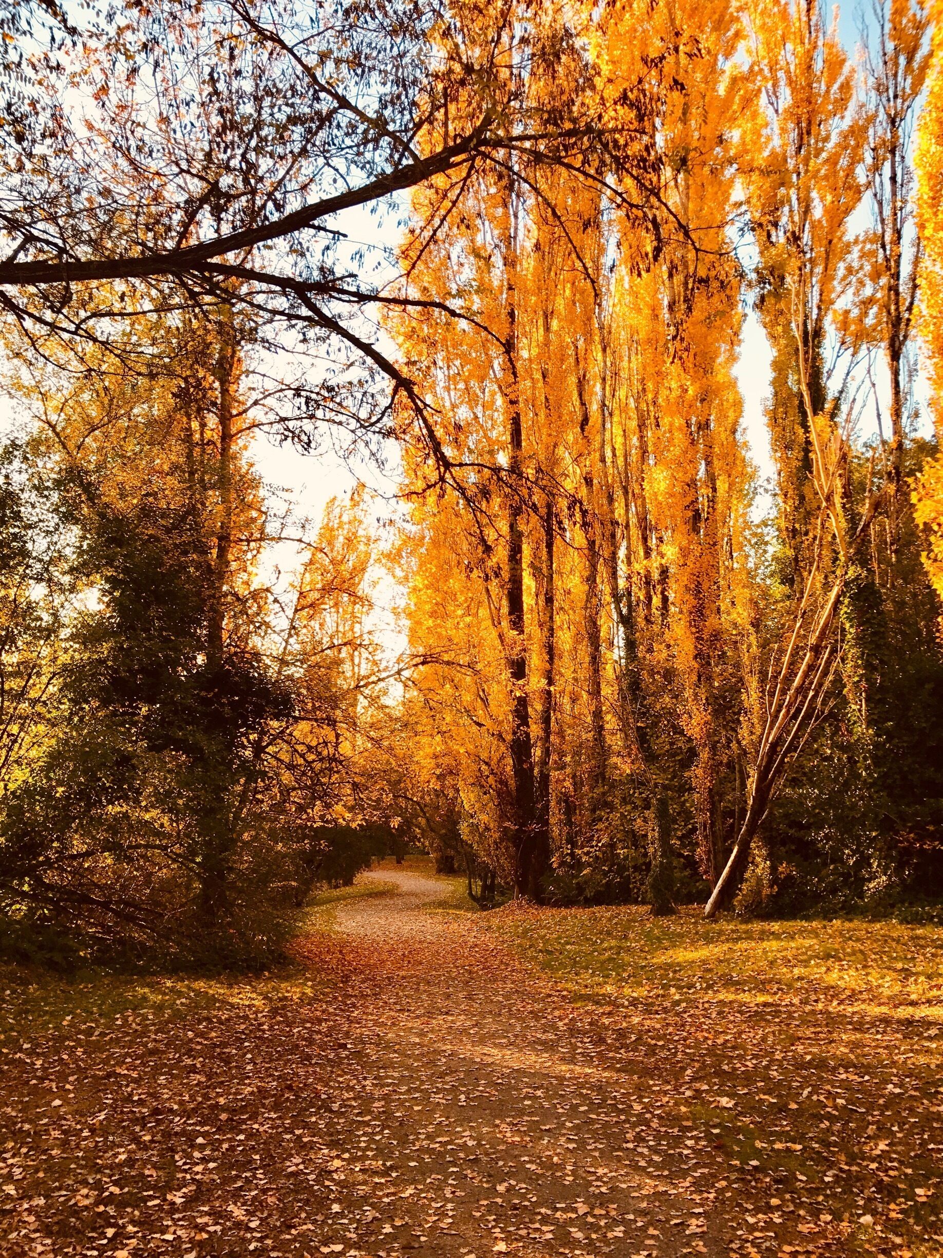 Bellevue Botanical Garden is free to visit and has some amazing #Golden fall leaves!