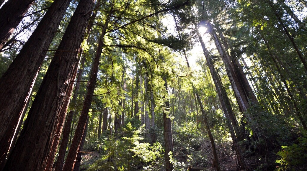 Nice, long hike today. Went down the Bridge Creek Trail, and then to Maple Falls. About an 8-mile total hike.
Redwoods everywhere you look, and a deep dark forest that gave lots of 'mood'.
We came across a tiny snake! It was just a few inches long, red back, sunning itself on a rock in the middle of the creek.