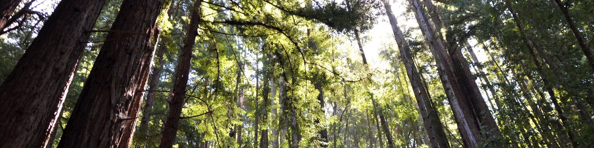 Nice, long hike today. Went down the Bridge Creek Trail, and then to Maple Falls. About an 8-mile total hike.
Redwoods everywhere you look, and a deep dark forest that gave lots of 'mood'.
We came across a tiny snake! It was just a few inches long, red back, sunning itself on a rock in the middle of the creek.