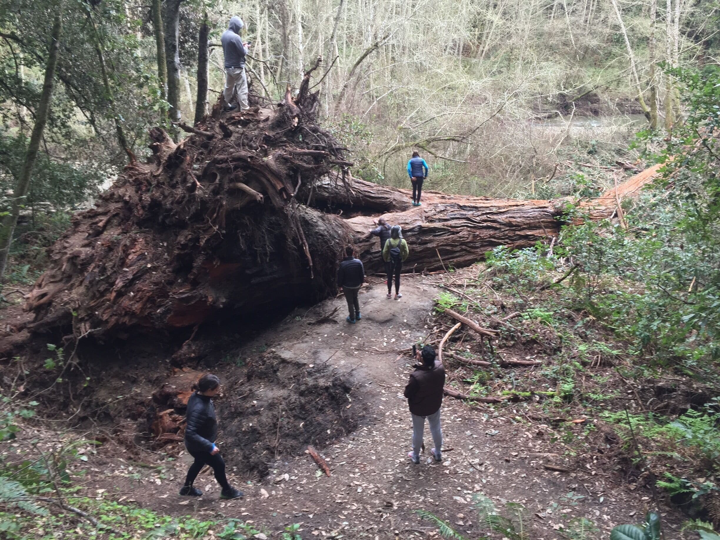 Fallen redwood #visitsantacruz #santacruz #redwoods #hiking
