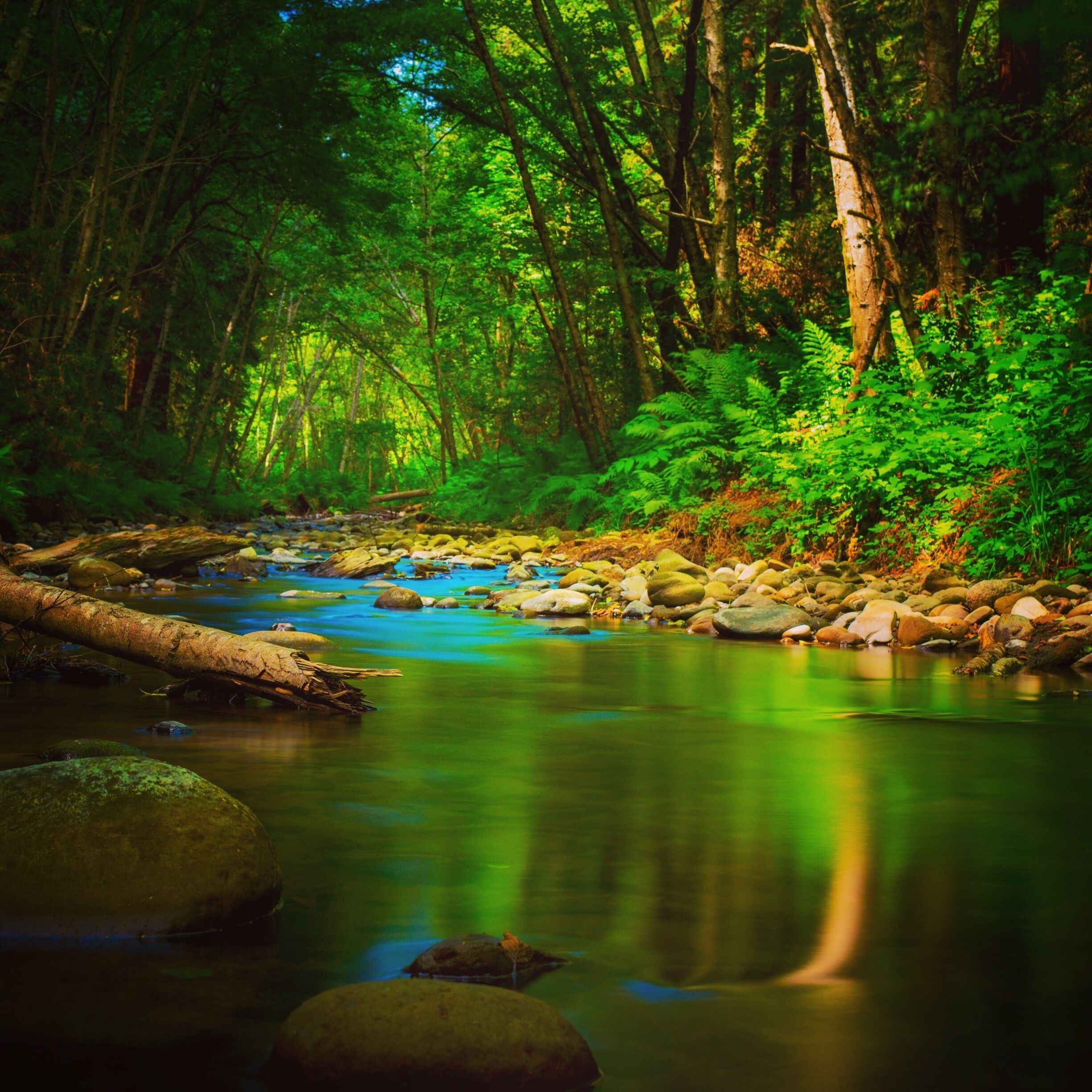 A forest stream with rocks and ferns.