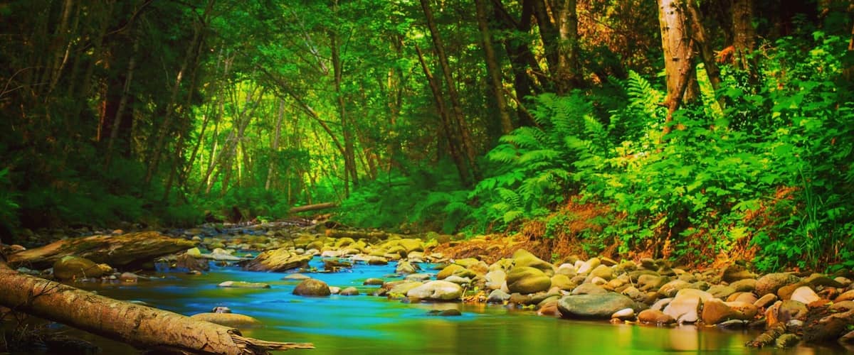 A forest stream with rocks and ferns.