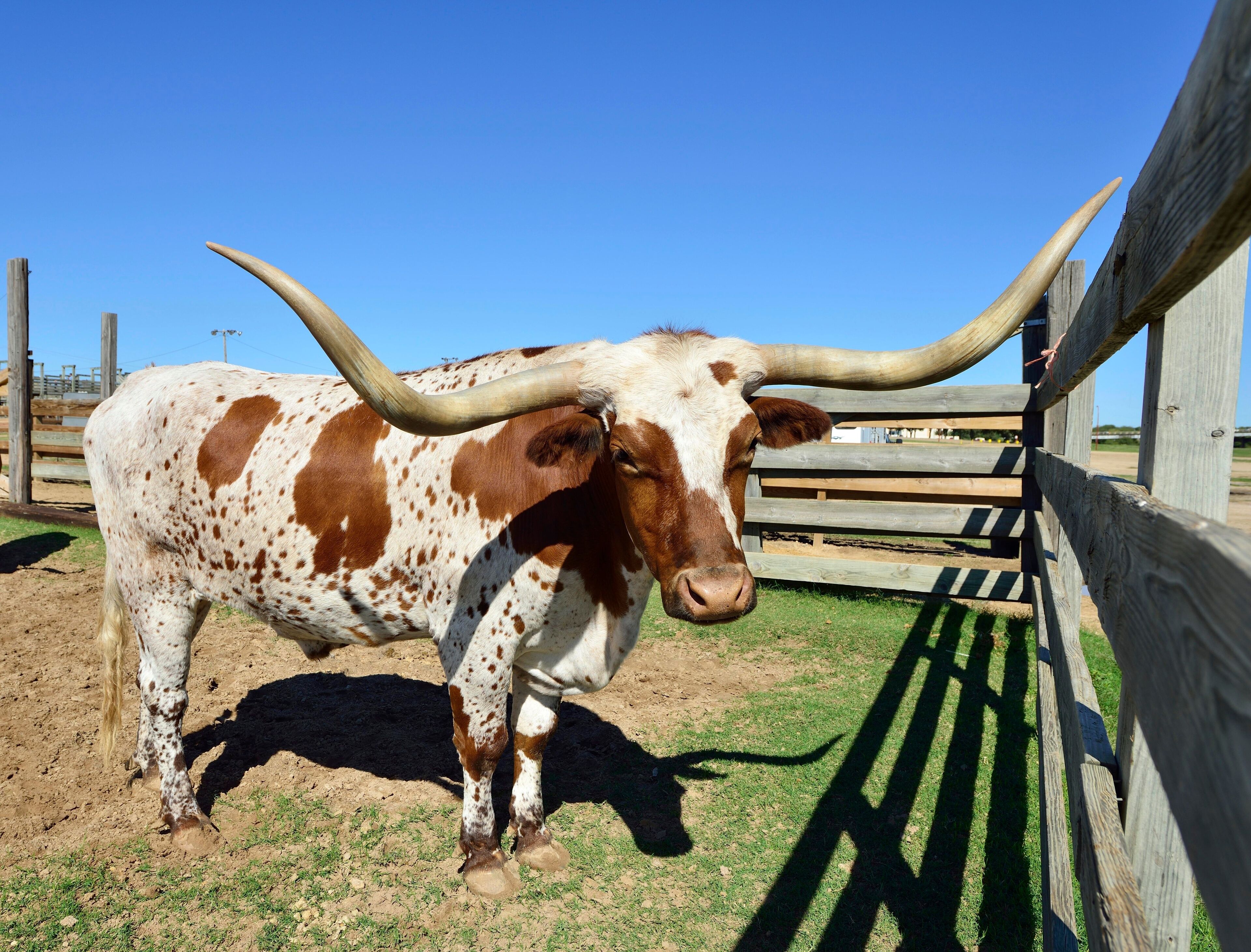 Longhorn domestic cattle in gate, Stockyards National Historic District, Fort Worth, Texas, USA, North America