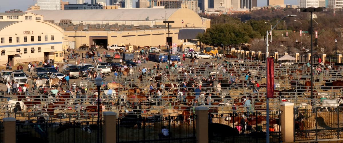 A busy livestock market with numerous animals and people, set against a backdrop of a city skyline with modern buildings.