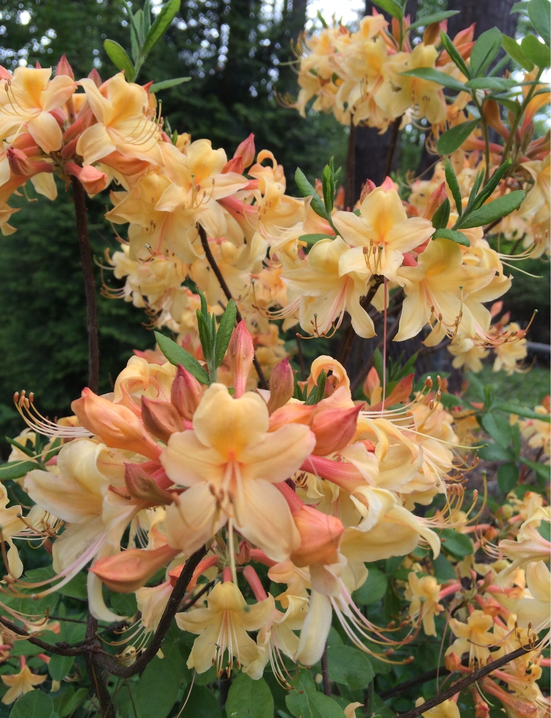 Native Georgia azalea bush. 