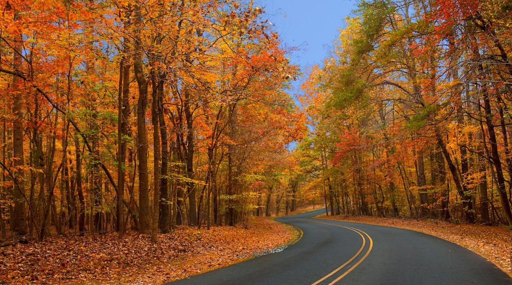 Autumn foliage