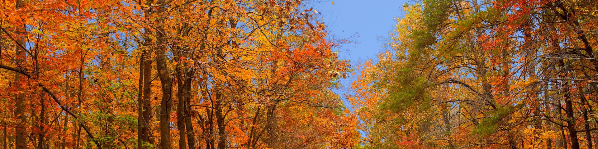 Autumn foliage