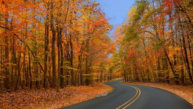 Autumn foliage