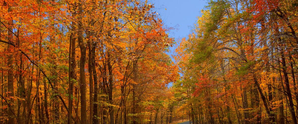 A winding road through a forest with autumn foliage.