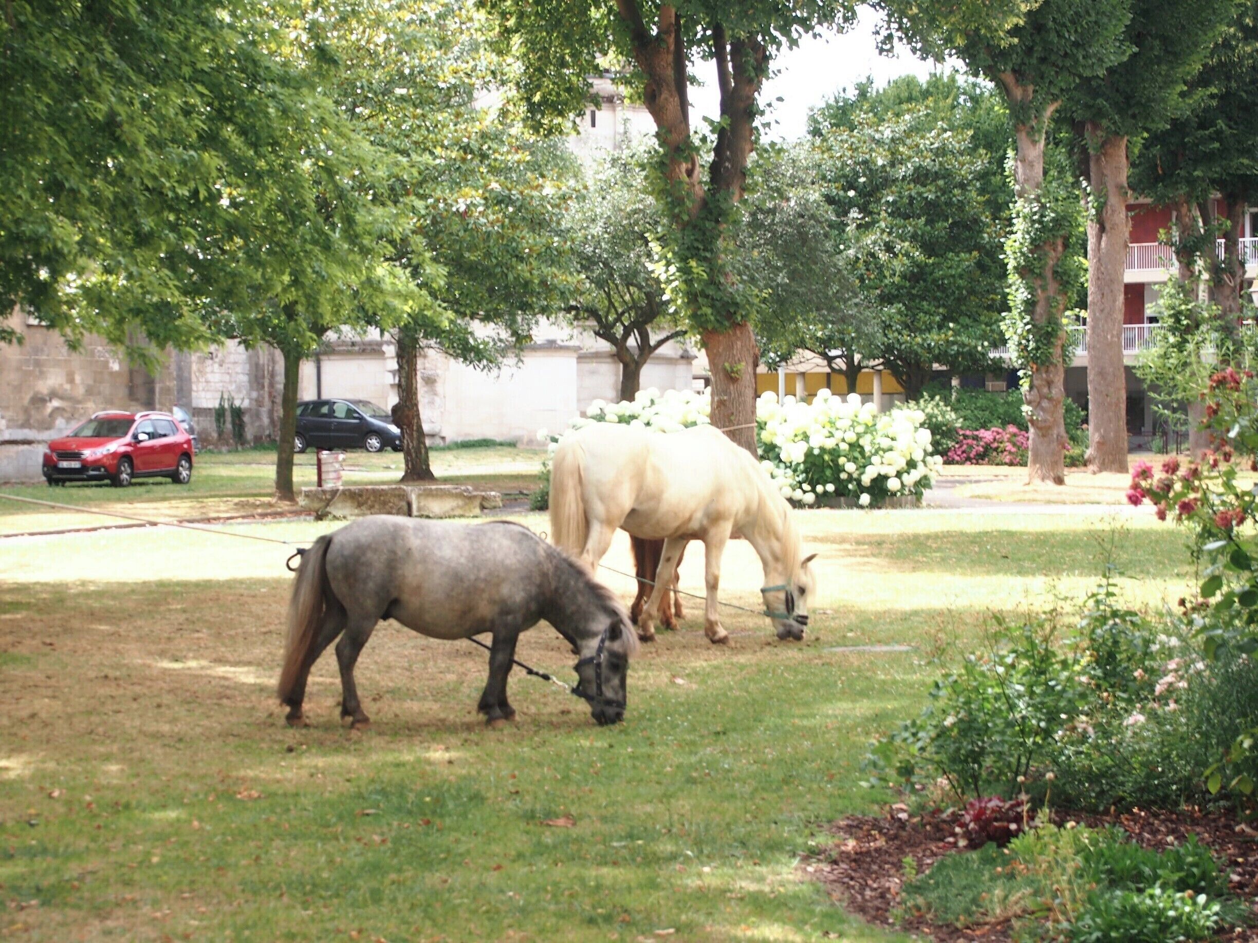 Two funny ponies munching grass in a private garden