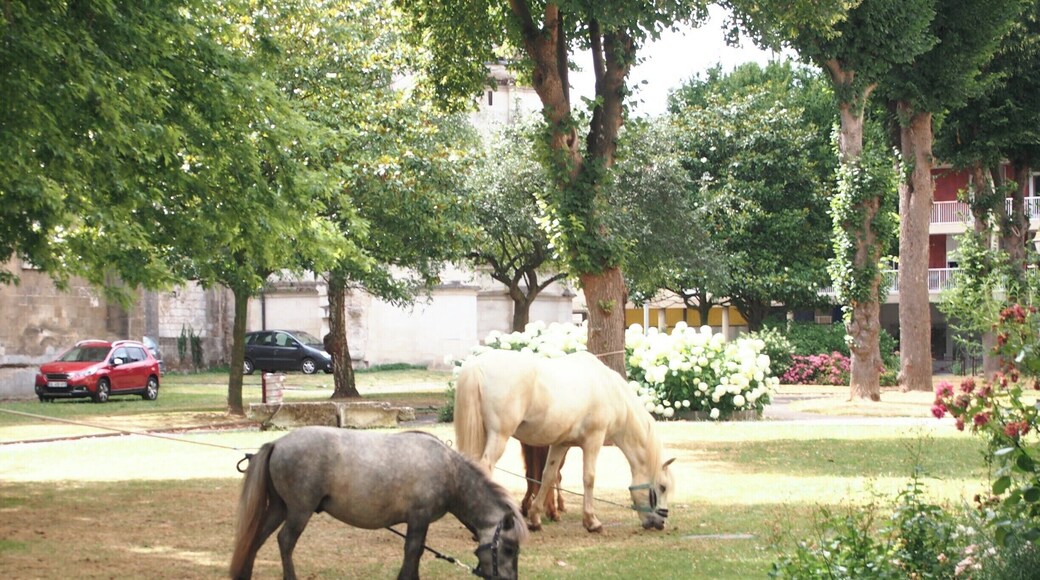 Two funny ponies munching grass in a private garden