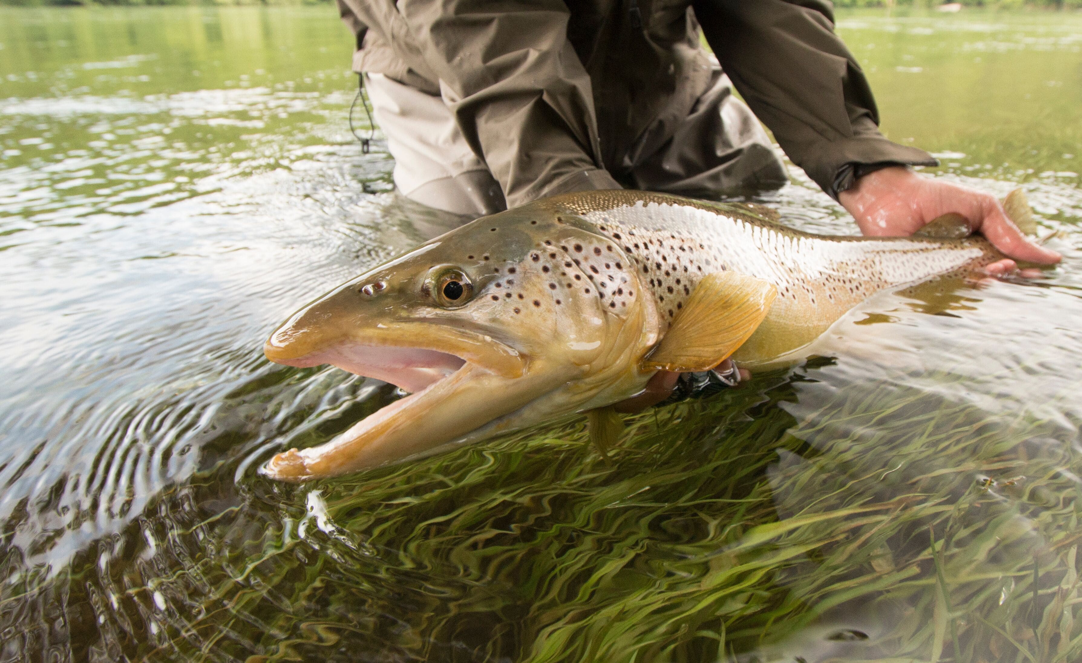Man Releasing Big Brown Trout 