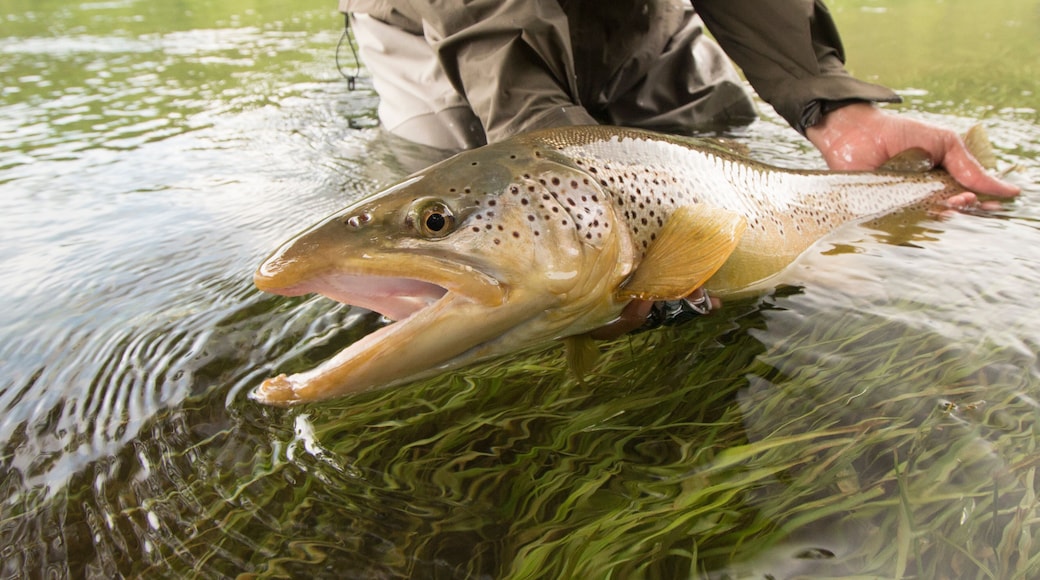 Man Releasing Big Brown Trout