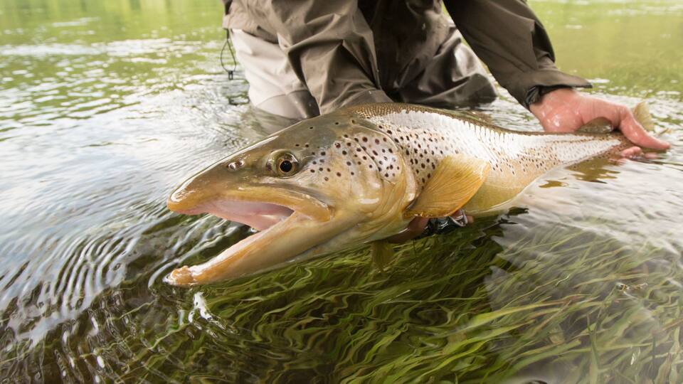 Man Releasing Big Brown Trout