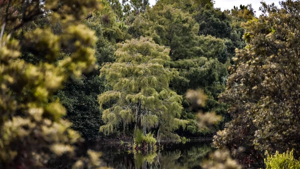 A dense forest with a variety of trees and a calm body of water reflecting the greenery.